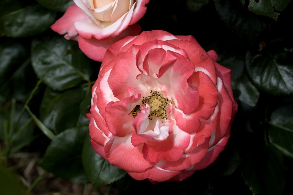 rode rozen roos rosa flora natuur bloem bloemen cultivars cultivar fleurop rosaceae tuin rozentuin valentijn valentijsdag romantiek liefde merci